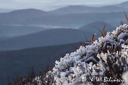 o świcie na Rozsypańcu, Bieszczady, Bieszczadzki Park Narodowy