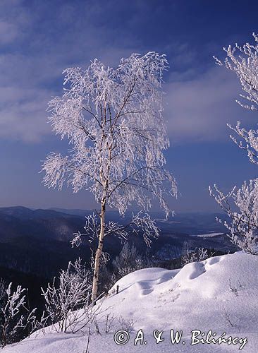 mroźny dzień, Dwernik Kamień, Bieszczady