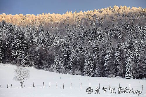 las zimowy, Jaworniki, Bieszczady, dolina żłobka