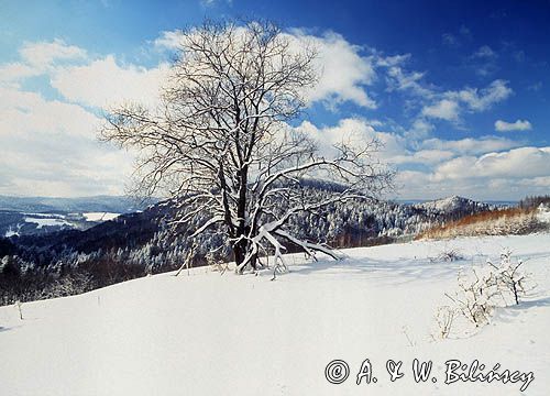 Ostre w Bieszczadach