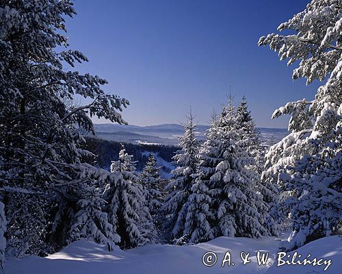 Bieszczady, na Jawornikach, nad wsią żłobek, okolice Czarnej k/Ustrzyk Dolnych