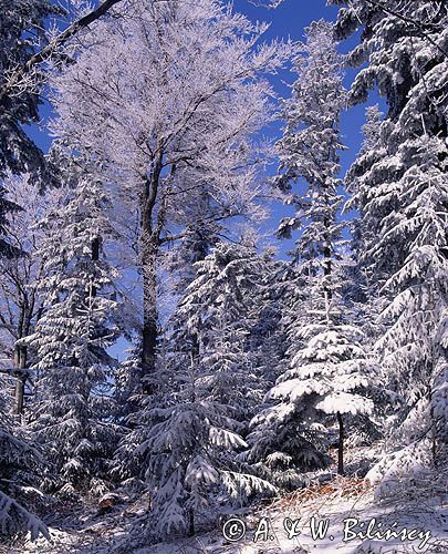 Bieszczady, na Otrycie