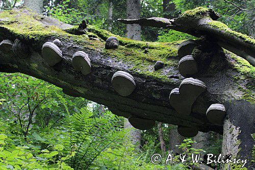 las, huby i zwalone pnie, Bieszczady