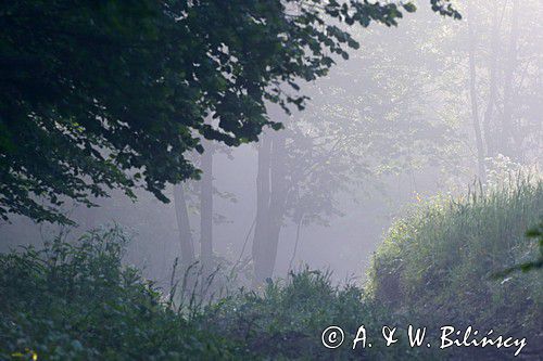 Las we mgle, Bieszczady