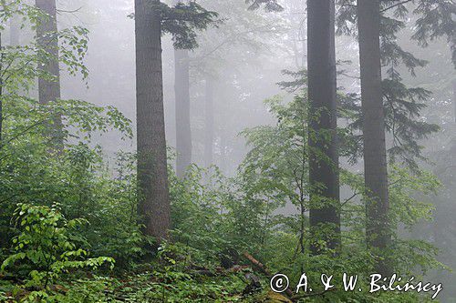 Las we mgle, Bieszczady