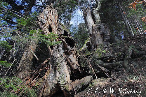 las, pnie, Bieszczady