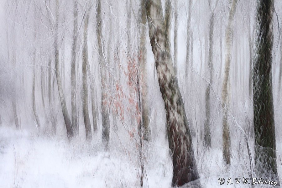 Zima, Bieszczady, las brzozowy, impresja