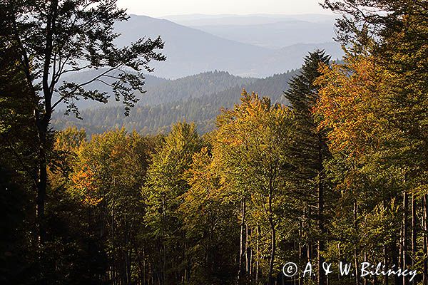 Widok na pasmo żuków z Jaworników, Bieszczady