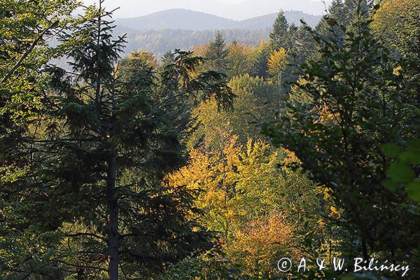 Widok na pasmo żuków z Jaworników, Bieszczady