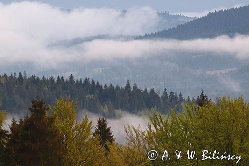 Bieszczadzkie lasy i mgły po burzy