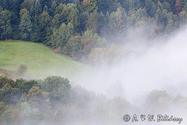 Na skaraju lasu we mgle, Bieszczady