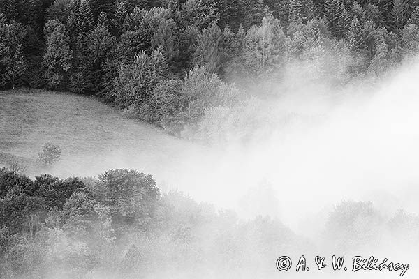 Łąka we mgle, Bieszczady