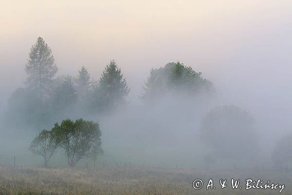 Łąka we mgle, Bieszczady