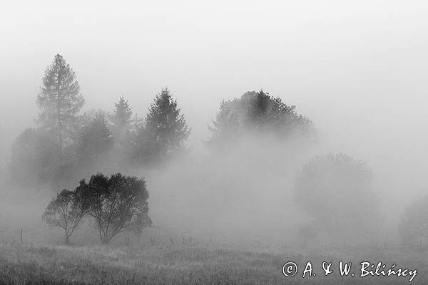 Łąka we mgle, Bieszczady