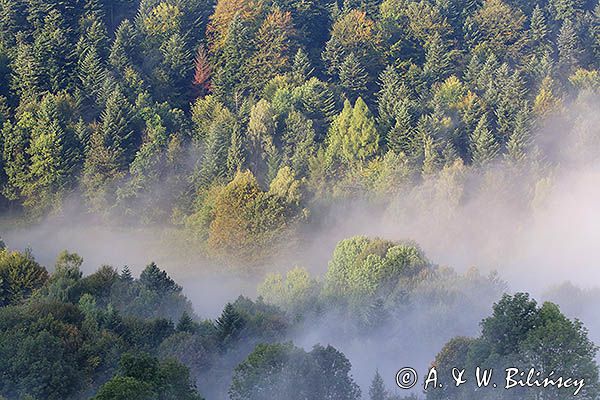 Las we mgle, Bieszczady