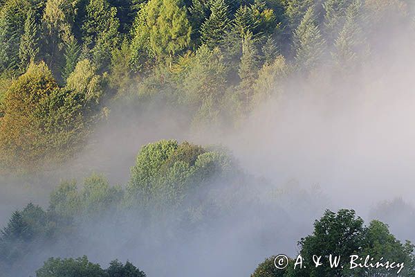 Las we mgle, Bieszczady