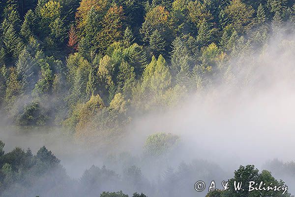 Las we mgle, Bieszczady