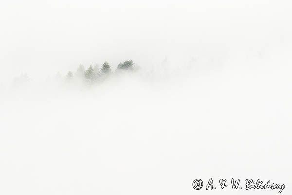 Las we mgle, Bieszczady