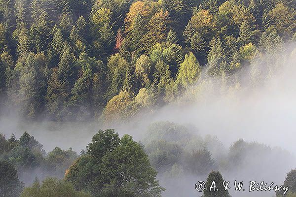 Las we mgle, Bieszczady