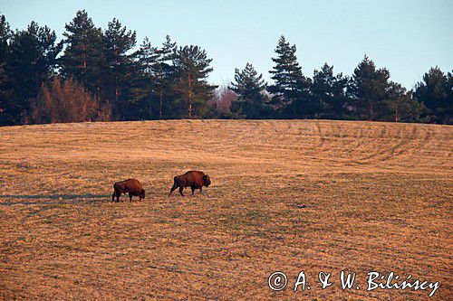 żubr, Bison bonasus, Bieszczady