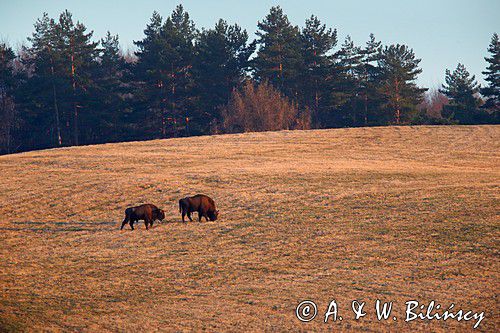 żubr, Bison bonasus, Bieszczady