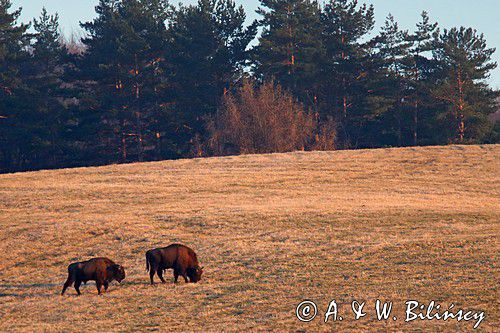 żubr, Bison bonasus, Bieszczady