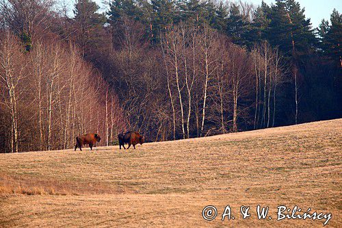 żubr, Bison bonasus, Bieszczady