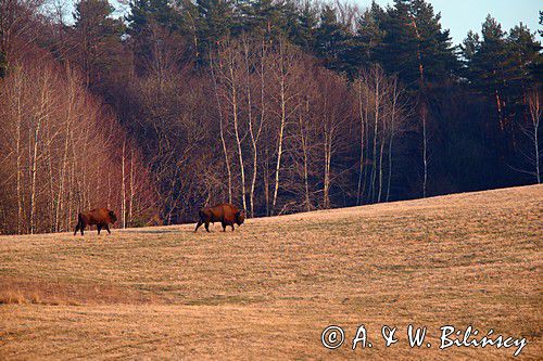 żubr, Bison bonasus, Bieszczady