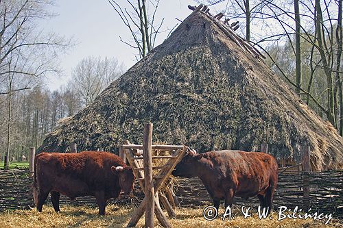 Biskupin muzeum archeologiczne