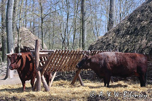 Biskupin muzeum archeologiczne gród