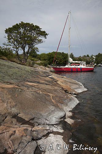 Safran, Trismus 37, Wyspa Bjorko, Archipelag Turku, Finlandia