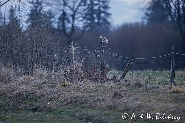 Sowa błotna, Uszatka błotna , Asio flammeus