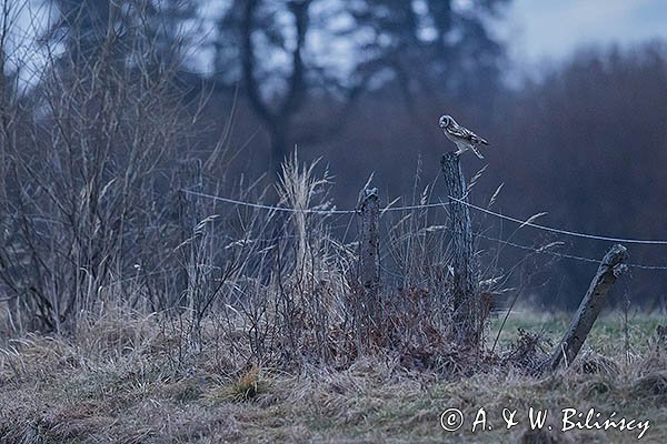 Sowa błotna, Uszatka błotna , Asio flammeus