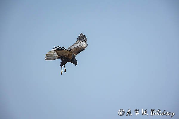 Błotniak stawowy, Circus aeruginosus, samiec