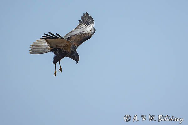 Błotniak stawowy, Circus aeruginosus, samiec