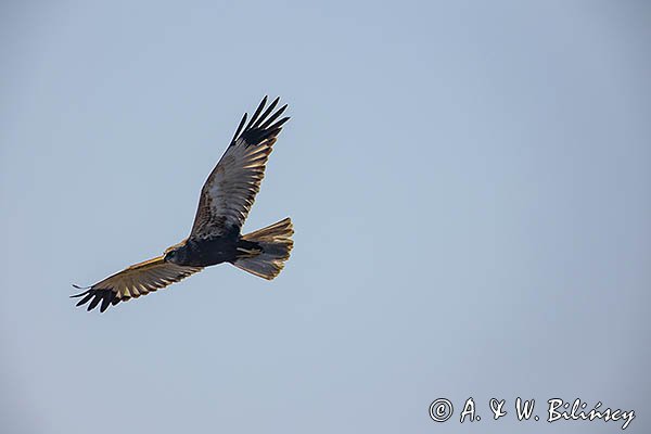 Błotniak stawowy, Circus aeruginosus, samiec