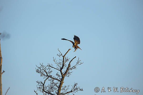Błotniak stawowy, Circus aeruginosus, samica