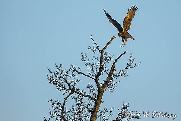 Błotniak stawowy, Circus aeruginosus, samica