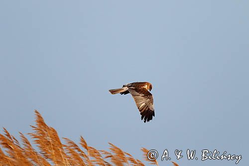 Błotniak stawowy, samiec, Circus aeruginosus