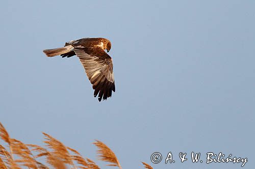 Błotniak stawowy, samiec, Circus aeruginosus