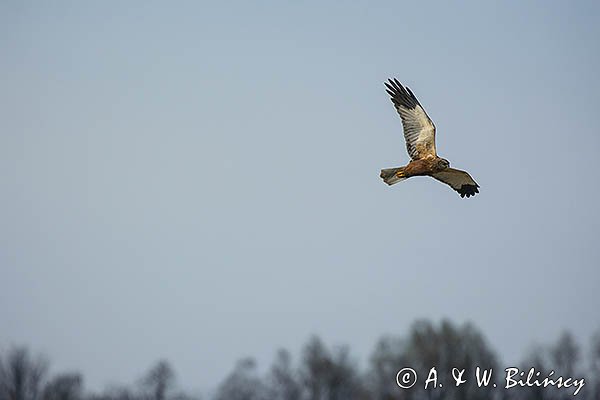 Błotniak stawowy, Circus aeruginosus, sylwetka
