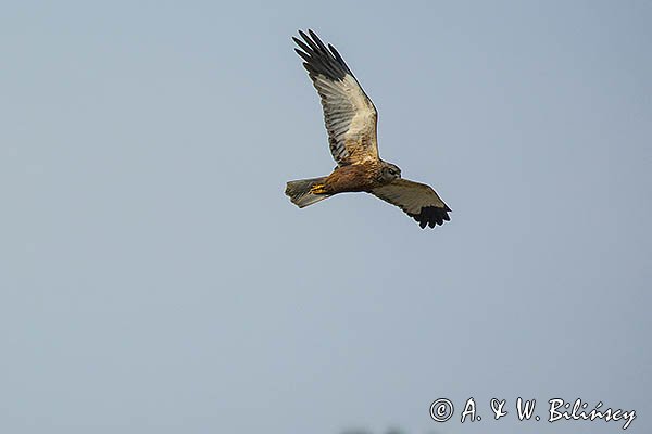 Błotniak stawowy, Circus aeruginosus, sylwetka