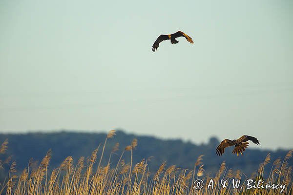 Błotniak stawowy, Circus aeruginosus,