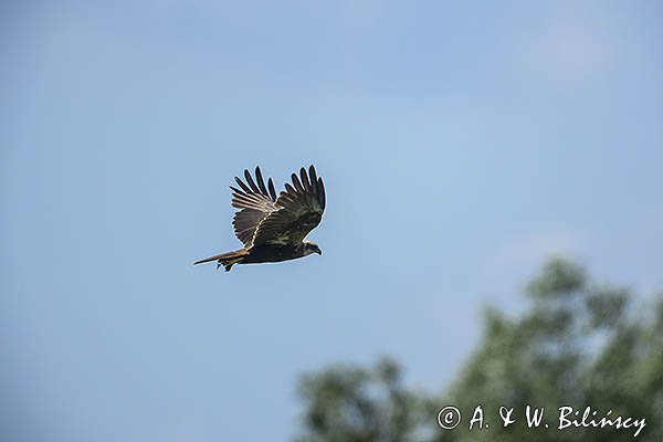Błotniak stawowy, samica, Circus aeruginosus