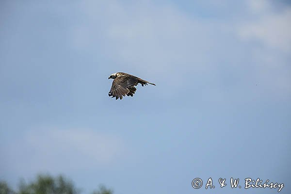 Błotniak stawowy, samica, Circus aeruginosus