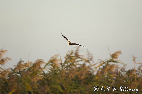 Błotniak stawowy, Circus aeruginosus, samica