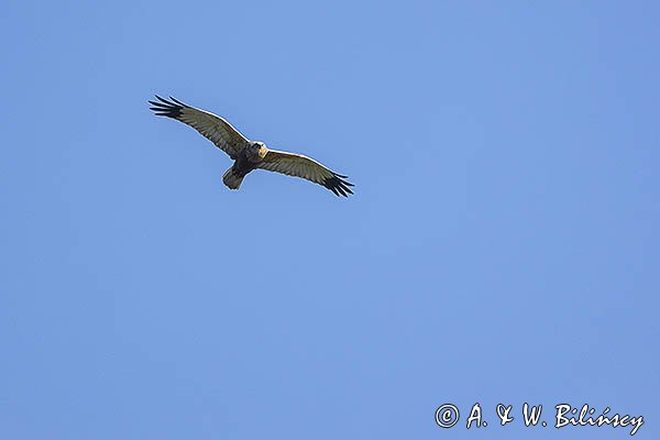 Błotniak stawowy, Circus aeruginosus, sylwetka, samiec
