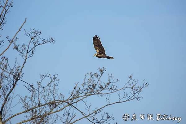 Błotniak stawowy, Circus aeruginosus, sylwetka, samica