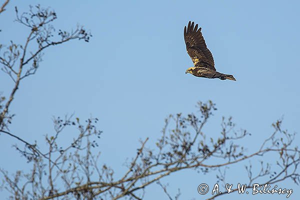 Błotniak stawowy, Circus aeruginosus, sylwetka, samica