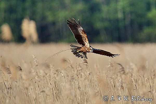 Błotniak stawowy, samica, Circus aeruginosus